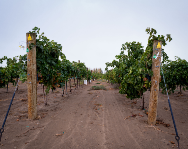 CinderVinyard_4x5- LC-180