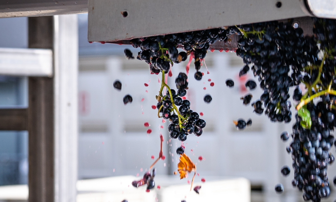 Harvest @ Winery 4x5-8