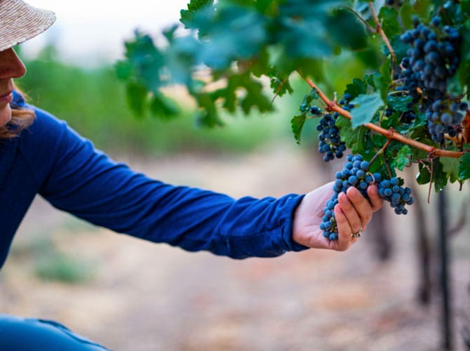 Winemaker picking grapes